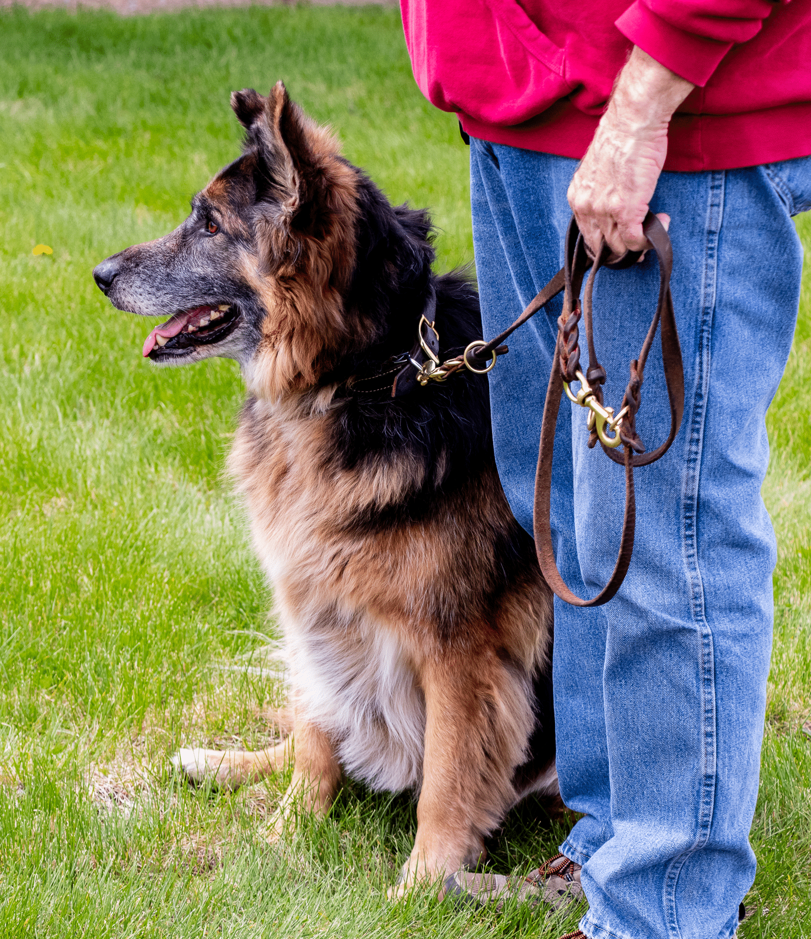 A friendly German Shepherd sits on grass, ready for a walk with a welcoming friend in our caring community. - Muscatine Church of Christ